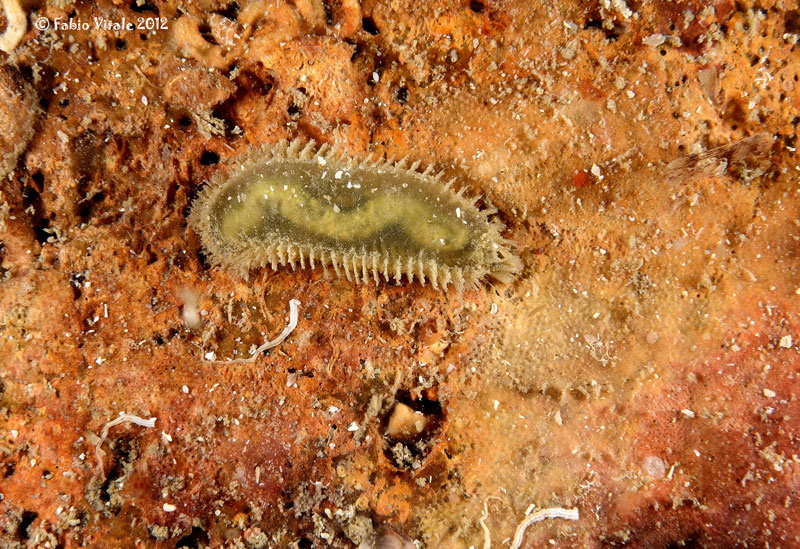 Flabelligera diplochaitus
